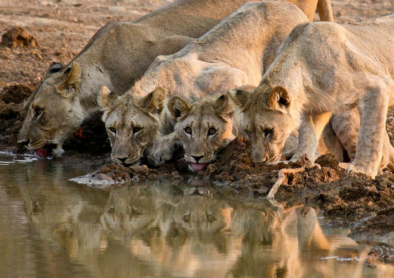 Pilanesberg Private Lodge 外观 照片