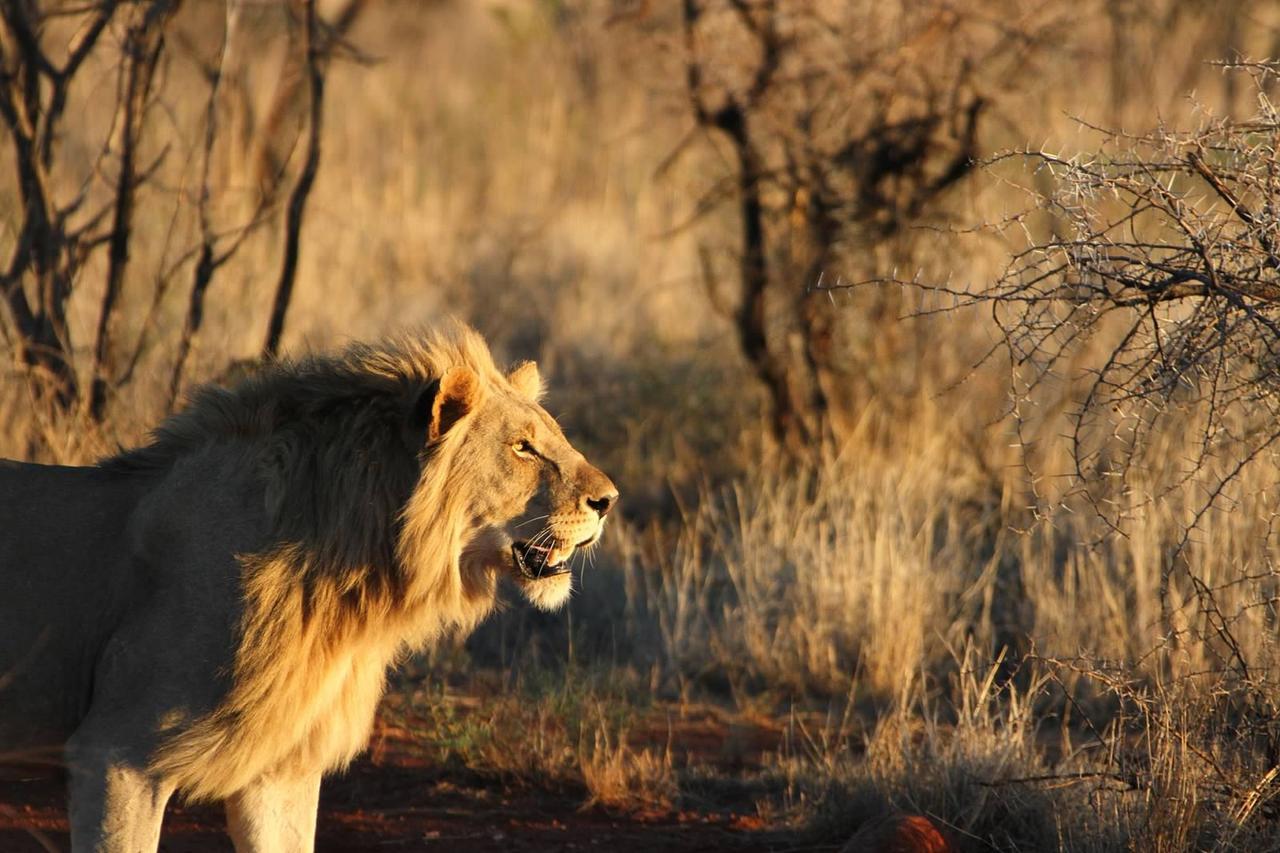 Pilanesberg Private Lodge 外观 照片